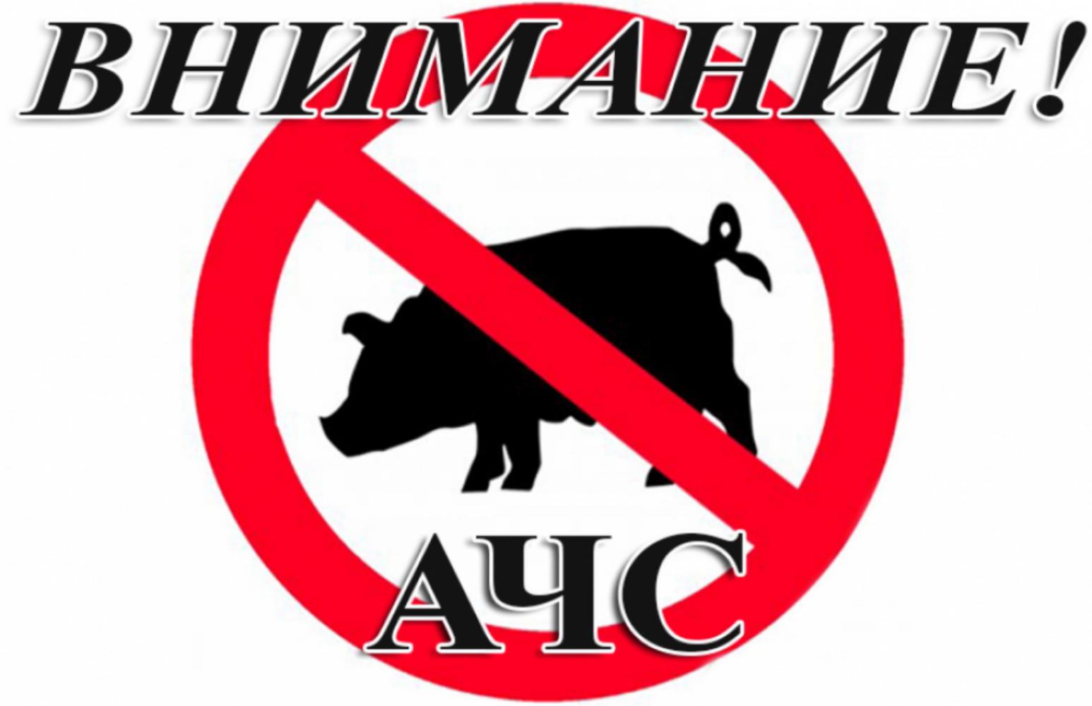 Служба ветеринарии Ивановской области напоминает о сохраняющейся напряженной эпизоотической по африканской чуме свиней на территории региона..