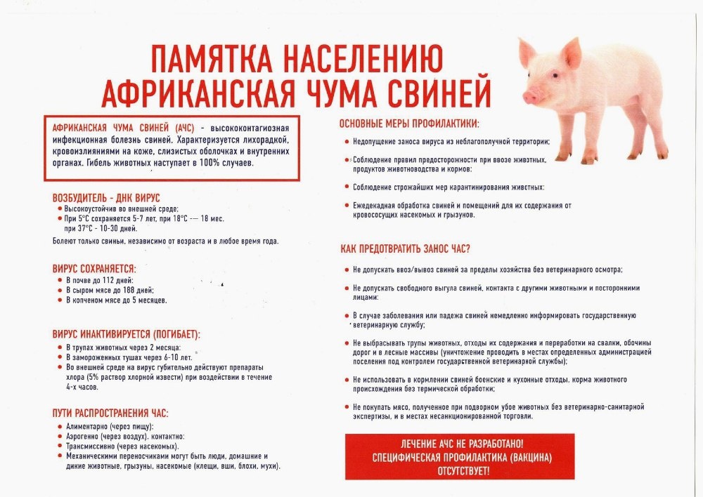 Управление Росельхознадзора по Владимирской ,Костромской и Ивановским областям информируют о резком ухудшении эпизоотической ситуации по африканской чуме свиней в Ивановской области..